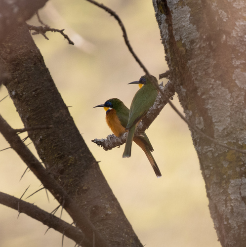 Ethiopian Bee-eater (Merops lafresnayii), photo 8