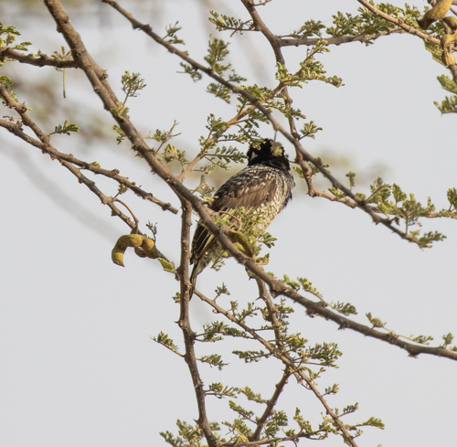 Banded Barbet (Lybius undatus), photo 3