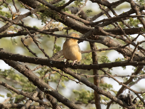 Red-faced Crombec (Sylvietta whytii), photo 8