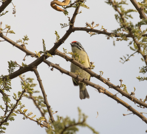 Northern Red-fronted Tinkerbird (Pogoniulus uropygialis), photo 7