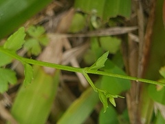 Lobelia quadrangularis
