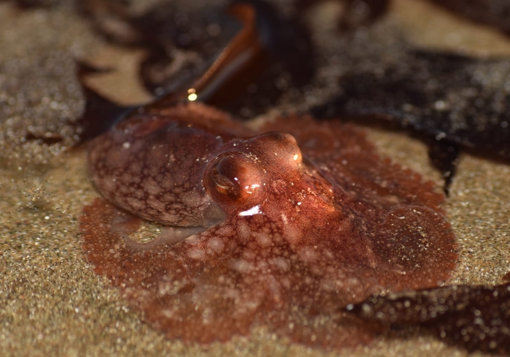 Robsonella fontaniana