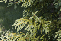 Picea × fennica