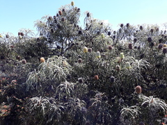 Banksia speciosa