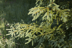Picea × fennica