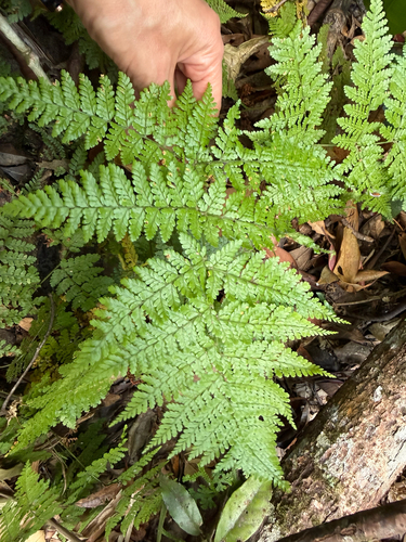 Dryopteris pseudocaenopteris observed 2026-01-20