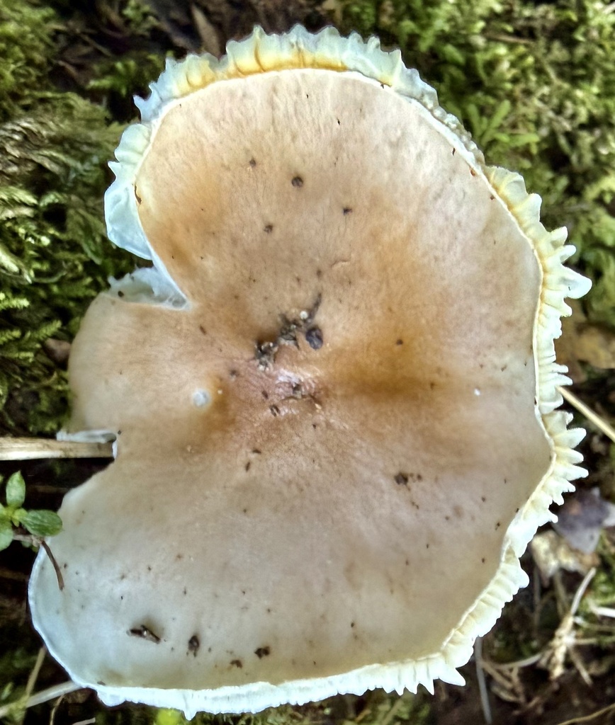 Hygrophorus roseobrunneus · January 2026 · photo: © hllrnnr (iNaturalist, cc0)