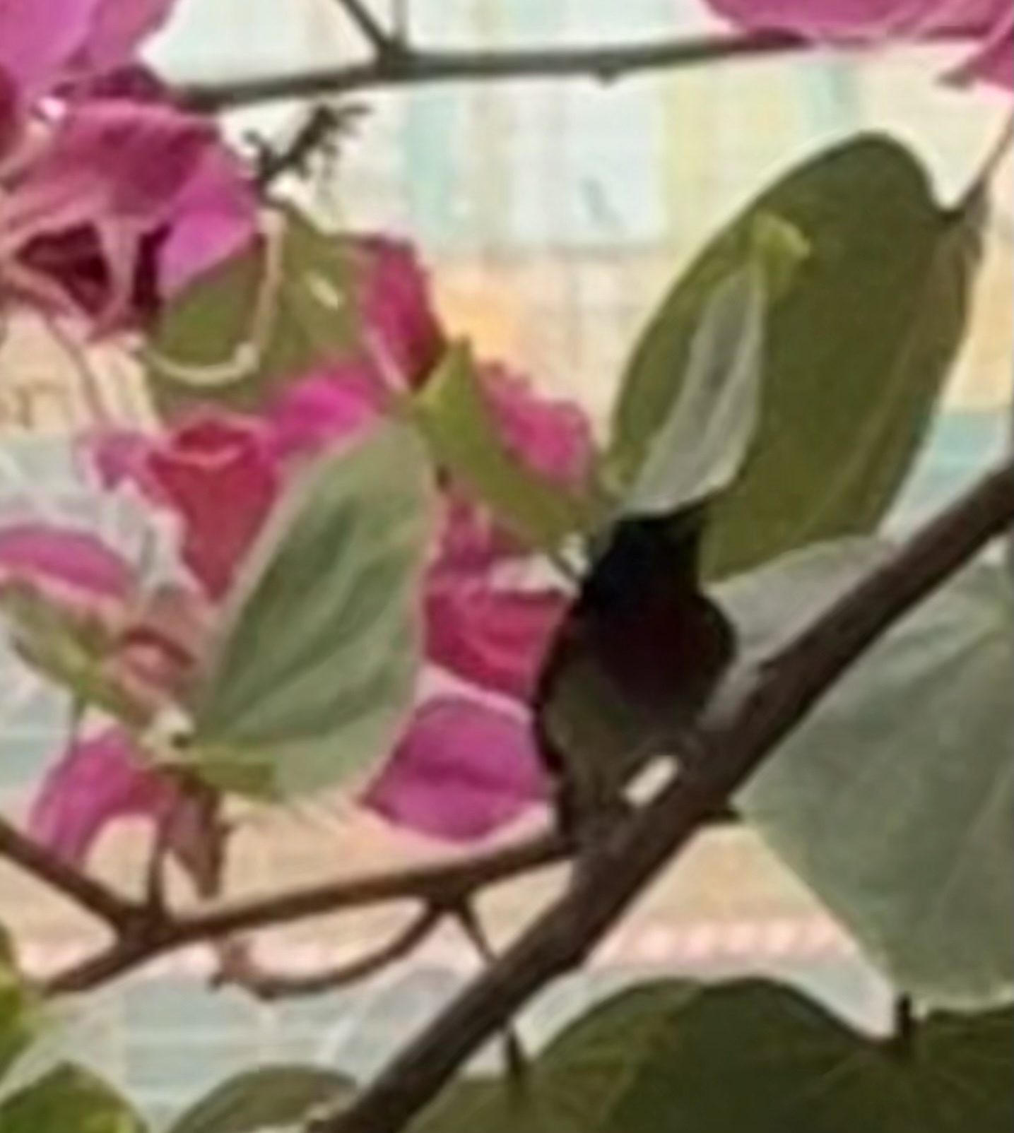 Fork-tailed Sunbird (Aethopyga christinae), photo 1