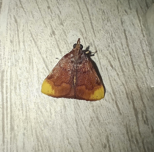 Paramacna nattereri
