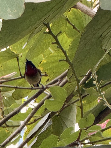 Fork-tailed Sunbird (Aethopyga christinae), photo 5