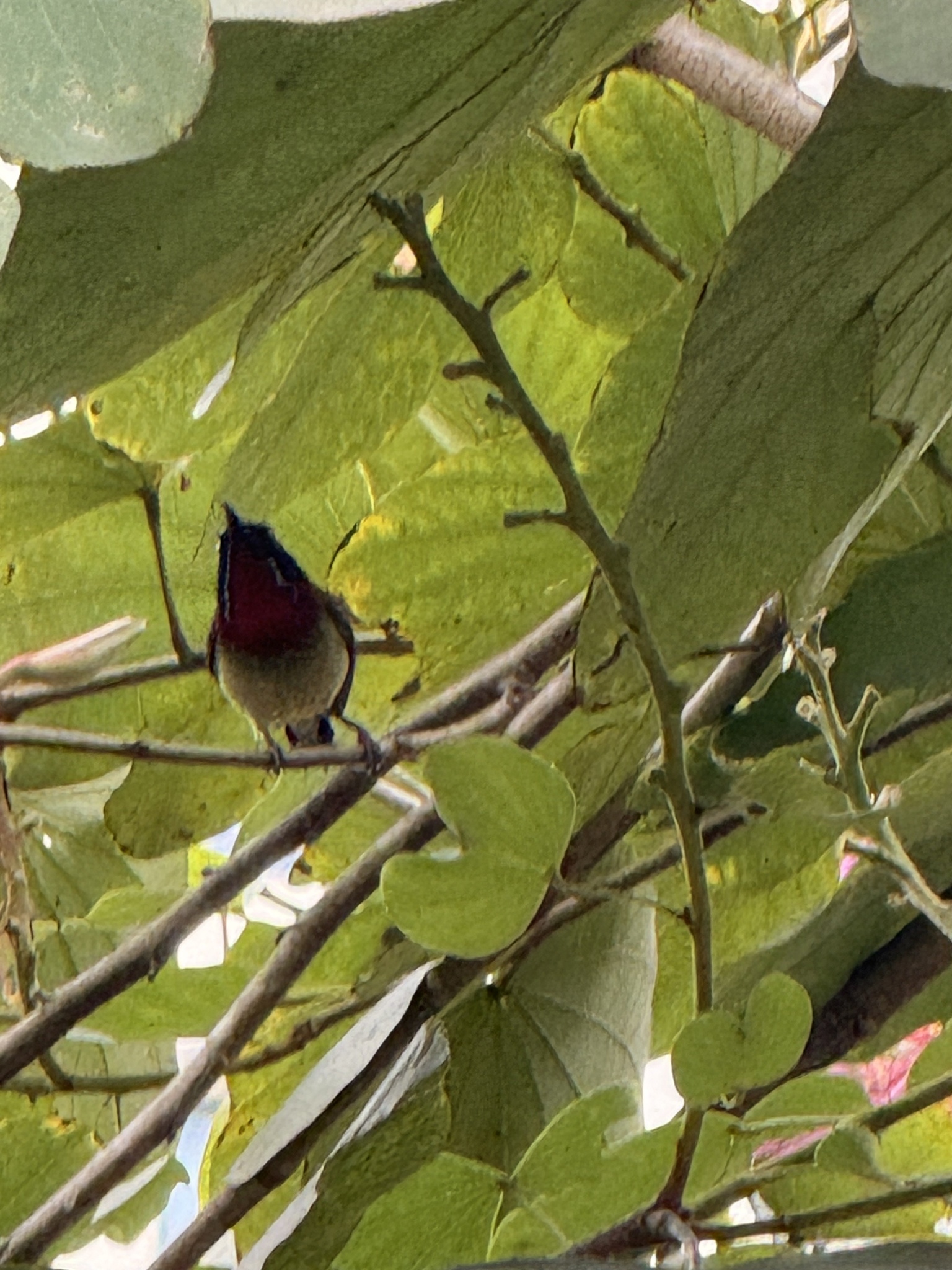 Fork-tailed Sunbird (Aethopyga christinae), photo 5