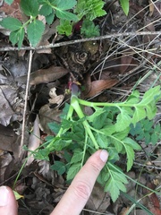Angelica californica