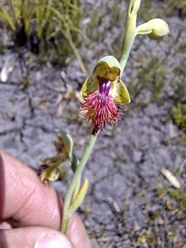 pale beard orchid (Calochilus herbaceus)