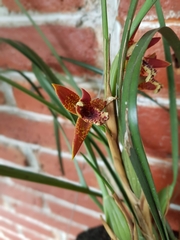 Maxillaria tenuifolia