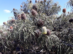 Banksia speciosa