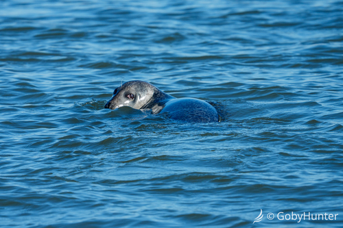 Harbor Seal photographed in New Jersey