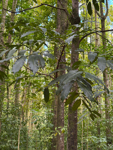 Swietenia macrophylla observed 2026-01-19