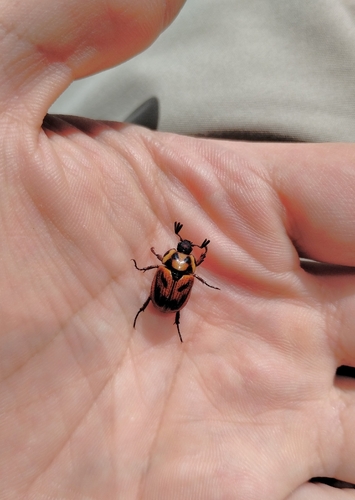 Oryctomorphus maculicollis