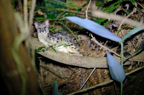 Spotted Linsang (Prionodon pardicolor) — Least Concern Mammalia