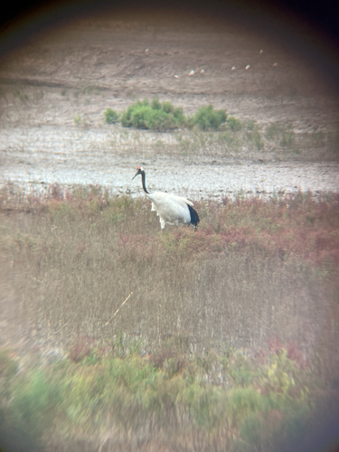 Red-crowned Crane