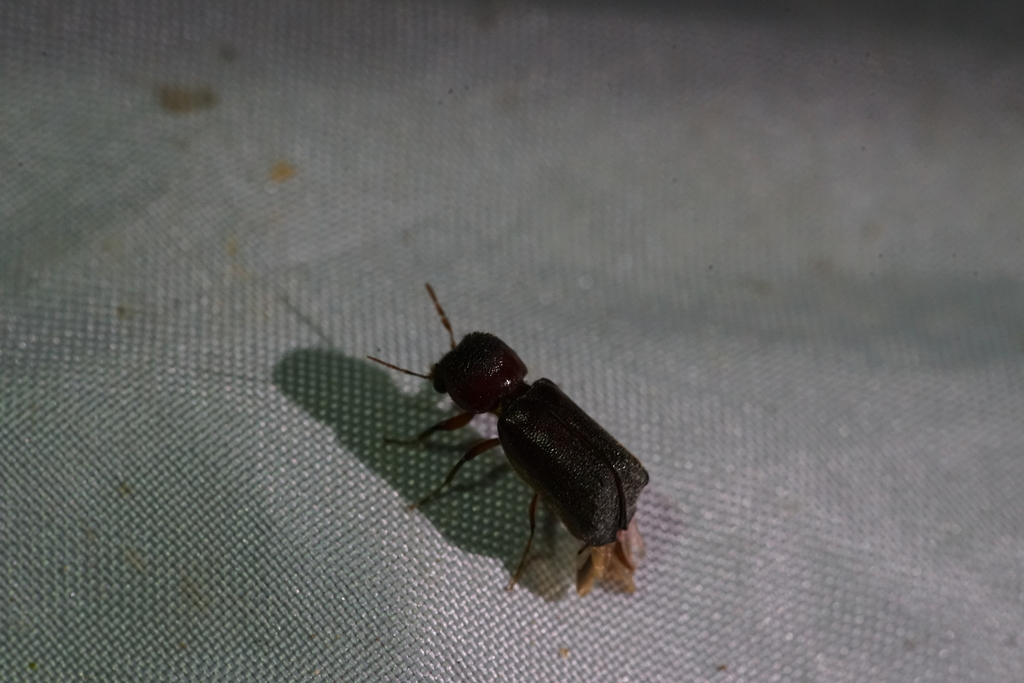 Gracilenta