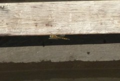 Hemicordulia armstrongi