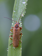 Cantharis figurata