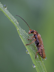 Cantharis figurata