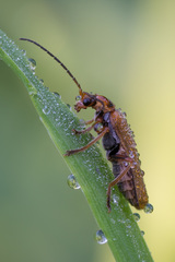 Cantharis figurata