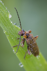 Cantharis figurata