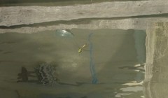 Hemicordulia armstrongi