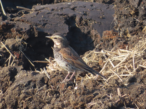 Dusky Thrush (Turdus eunomus), photo 5