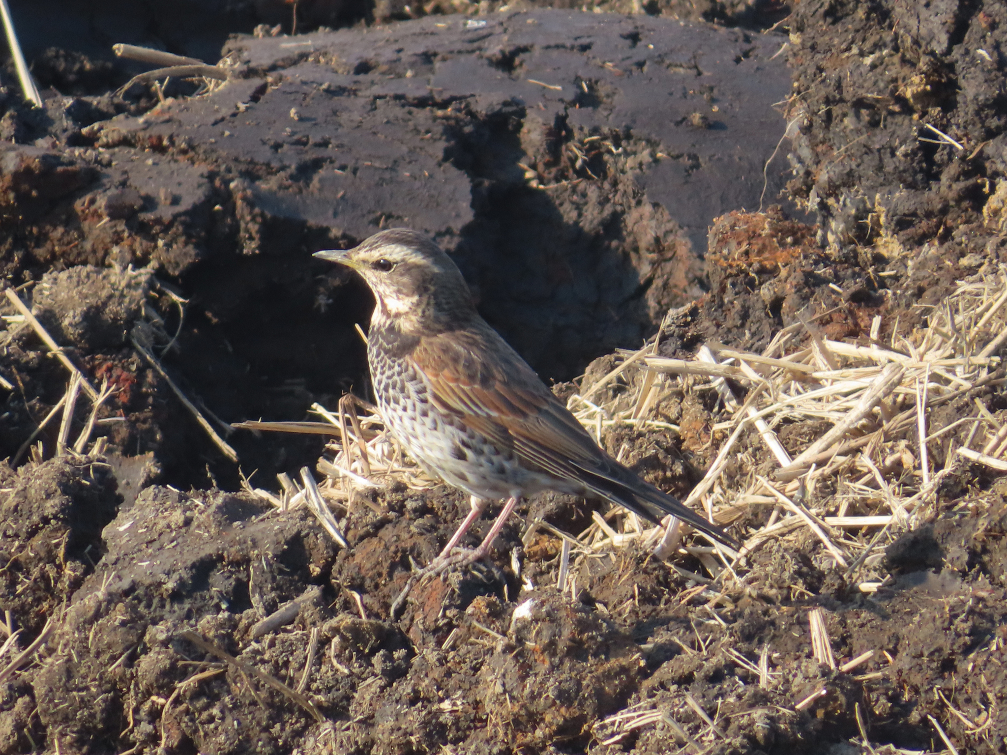 Dusky Thrush (Turdus eunomus), photo 5