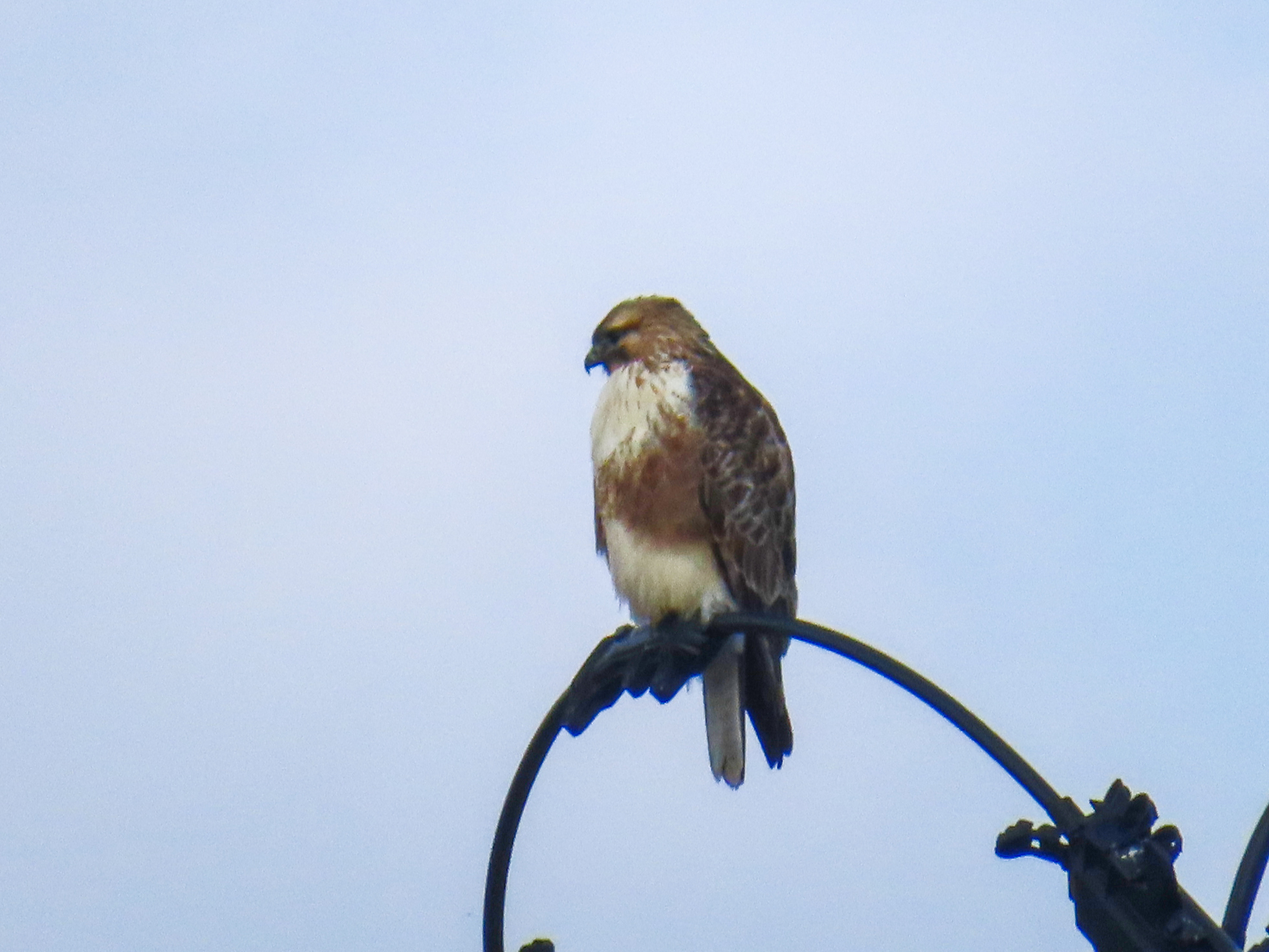 Eastern Buzzard (Buteo japonicus), photo 2