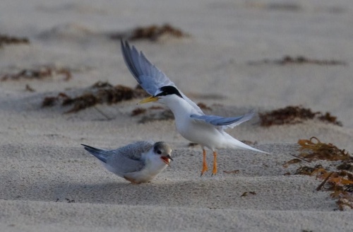 iNaturalist: (c) currowar, some rights reserved (CC BY-NC), uploaded by currowar iNaturalist image