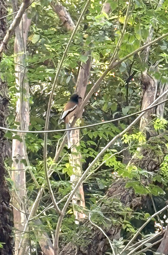 Rufous Treepie (Dendrocitta vagabunda), photo 2