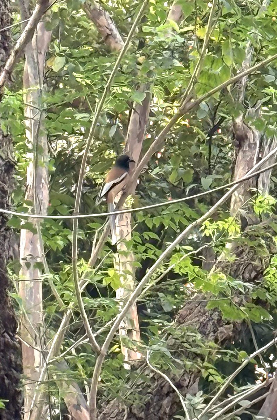 Rufous Treepie (Dendrocitta vagabunda), photo 2