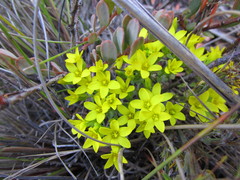 Sebaea rara