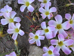 Oxalis algoensis