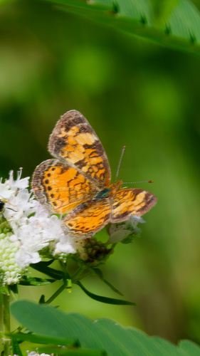 Pearl Crescent photographed in Iowa