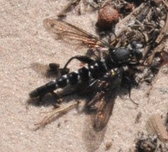 Miltinus viduatus