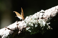 Consul excellens genini