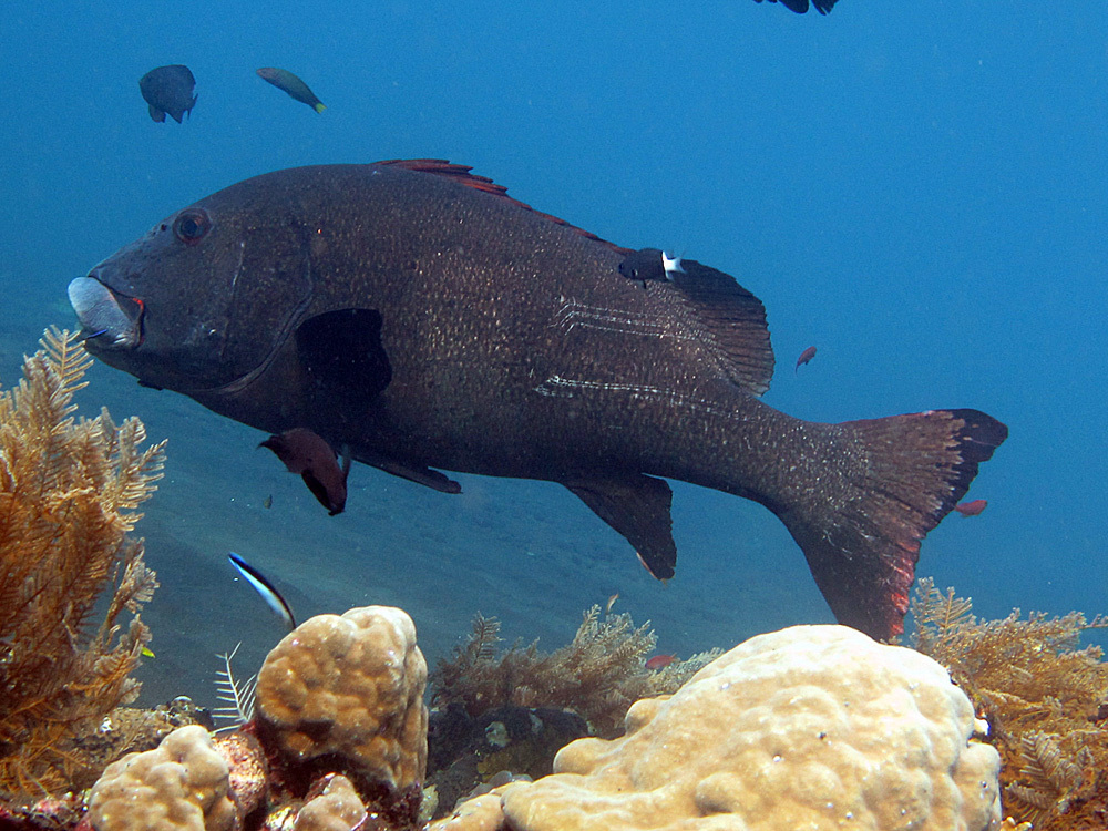 Giant sweetlips (Plectorhinchus albovittatus) — Haemulidae