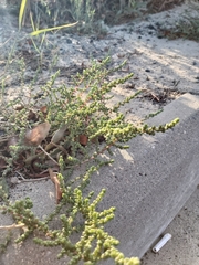 Caroxylon imbricatum