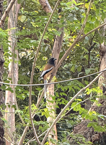 Rufous Treepie (Dendrocitta vagabunda)