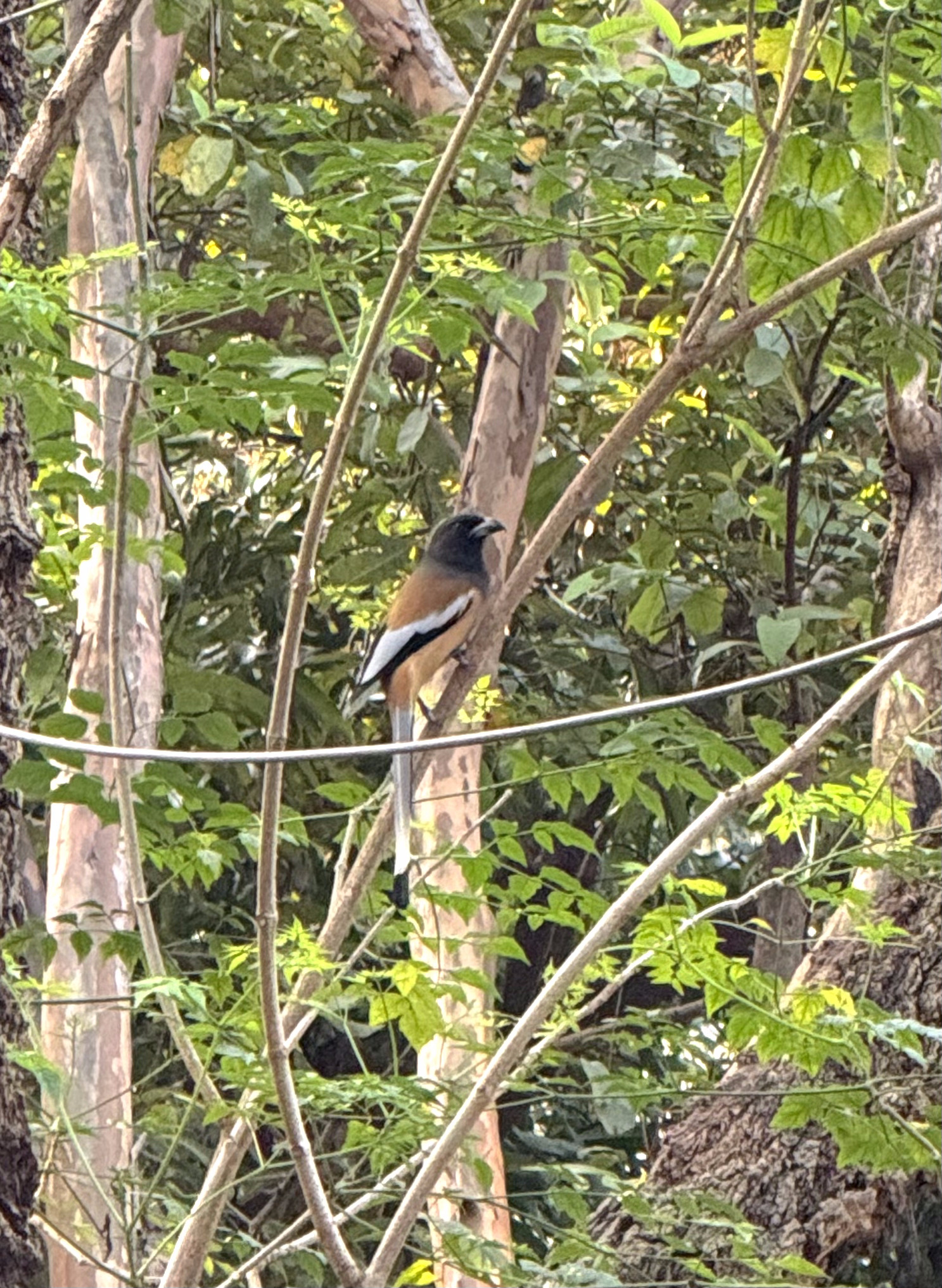 Rufous Treepie (Dendrocitta vagabunda), photo 1