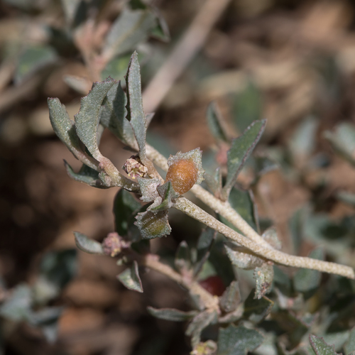 Australian saltbush (Atriplex semibaccata)