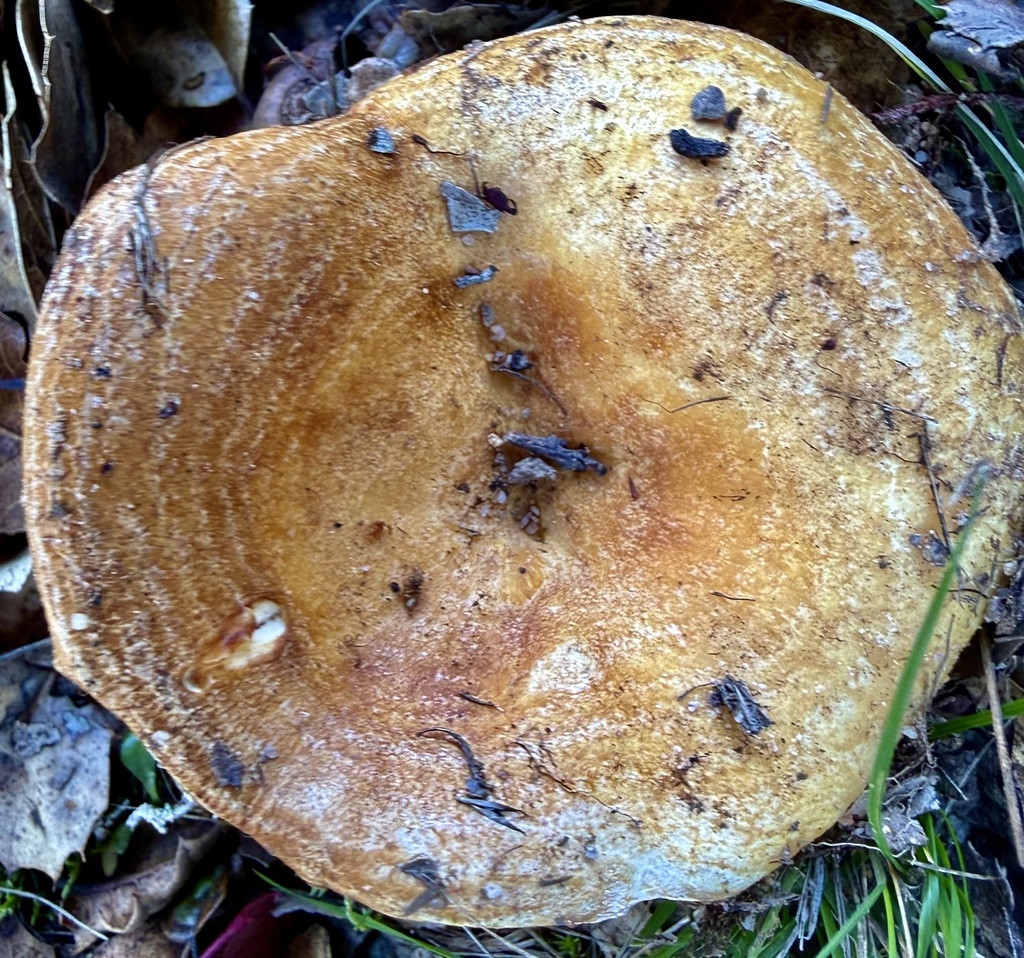Lactarius alnicola · January 2026 · photo: © hllrnnr (iNaturalist, cc0)