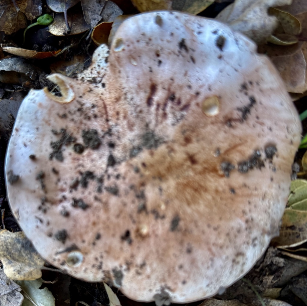 Tricholoma dryophilum · January 2026 · photo: © hllrnnr (iNaturalist, cc0)