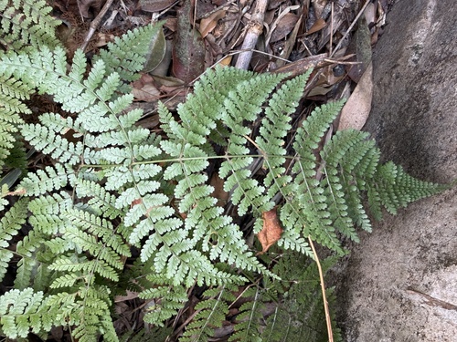 Dryopteris pseudocaenopteris observed 2026-01-20